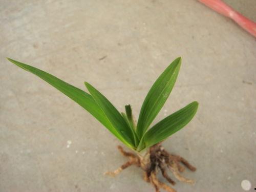 兰人图片,探寻东方艺术之美  第2张