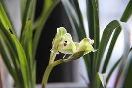 兰人图片,探寻东方艺术之美  第3张